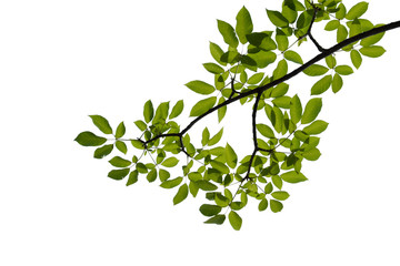 green tree branch isolated on white