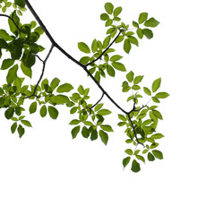 green tree branch isolated on white