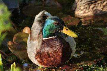 Close-up of handsome mallard duck.