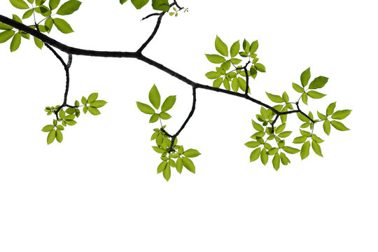 green tree branch isolated on white