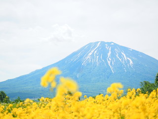 北海道の風景 羊蹄山と菜の花