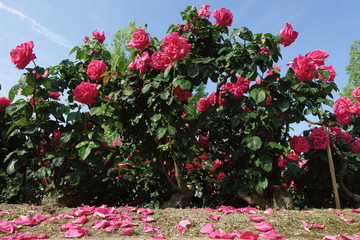 マリアカラスという名の薔薇の品種と落ちた花びら
