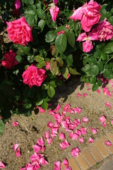 マリアカラスという名の薔薇の品種と落ちた花びら