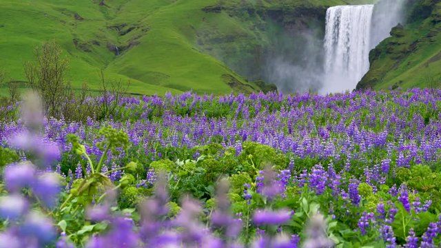 Beautiful scenery of the majestic Skogafoss Waterfall in countryside of Iceland in summer. Skogafoss waterfall is the top famous natural landmark and tourist destination place of Iceland and Europe.