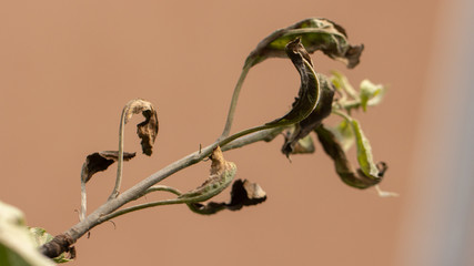 Fire blight, fireblight , apple disease caused by bacteria Erwinia amylovora