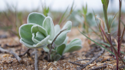 young plant in pot