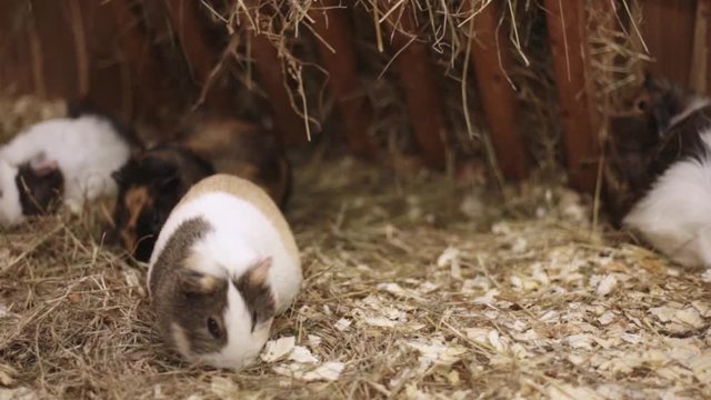 group of guinea pigs, American guinea pig guinea pigs
