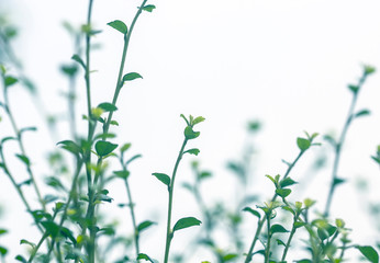 Closeup nature view of green leaf on blurred greenery background