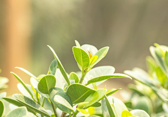 Spring nature background