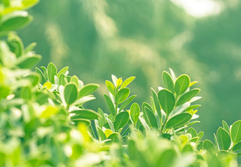 Closeup nature view of green leaf on blurred greenery background