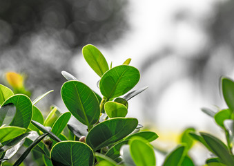 Green leaves, blurred background