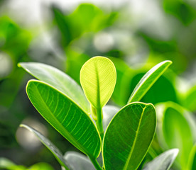 Green leaves, blurred background