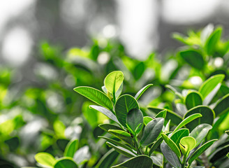 Green leaves, blurred background