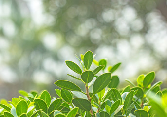 Closeup nature view of green leaf on blurred greenery background