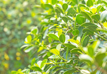 Closeup nature view of green leaf on blurred greenery background