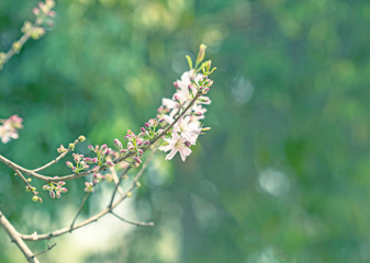 Spring and natural flowers