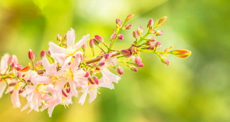 Beautiful floral spring abstract background of nature