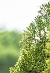 Pine trees blurred bokeh background