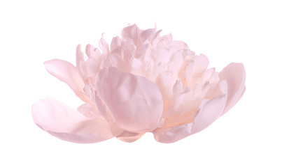 Beautiful tender peony on white background. Fragrant spring flower