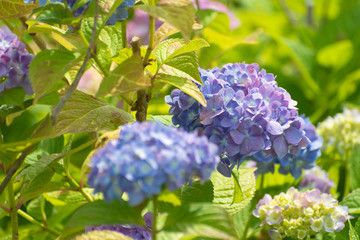 大阪城公園のアジサイ