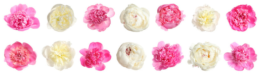 Set of beautiful peony flowers on white background. Banner design © New Africa