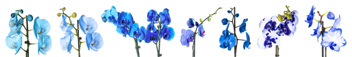 Set of different blue orchid flowers on white background