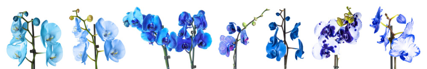 Set of different blue orchid flowers on white background © New Africa