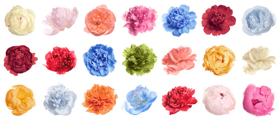 Set of different tender peonies on white background. Fragrant spring flowers