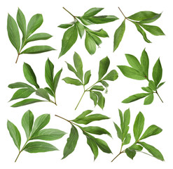 Set of fresh green peony leaves on white background