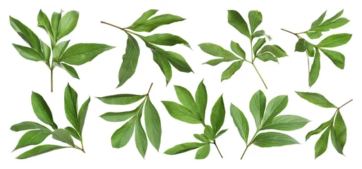 Rollo Pfingstrosen Set of fresh green peony leaves on white background