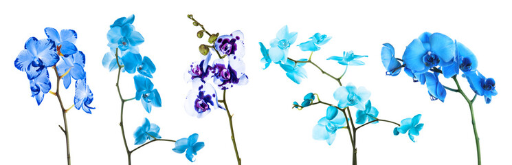 Fototapeta na wymiar Set of different blue orchid flowers on white background
