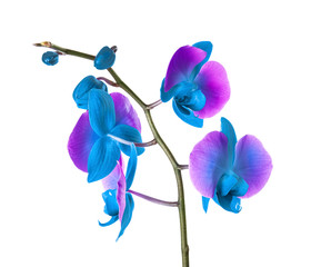 Fototapeta na wymiar Beautiful orchid flower on white background. Tropical plant