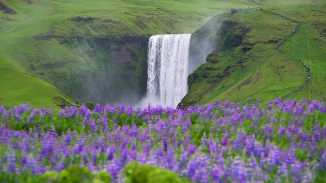 Beautiful scenery of the majestic Skogafoss Waterfall in countryside of Iceland in summer. Skogafoss waterfall is the top famous natural landmark and tourist destination place of Iceland and Europe.