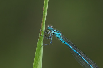 libelle