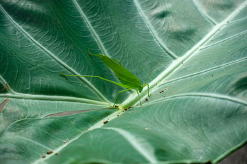 Grasshopper close up and green background