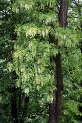 acacia tree with white flowers at spring