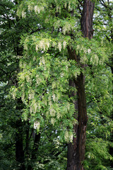 Fototapeta premium acacia tree with white flowers at spring
