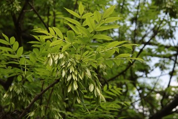 ash tree with green seeds close up