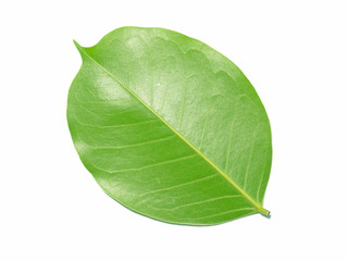Obraz premium Green leaf
