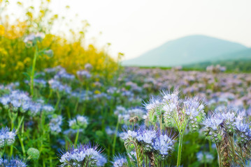 Phacelia and oilseed rape agricultural fields flowering at summertime