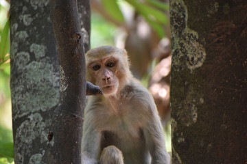 monkey on a tree