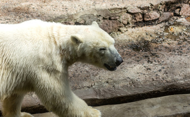 Polar bear. The white bear is a typical inhabitant of the Arctic. The arctic bear is the largest of all predator