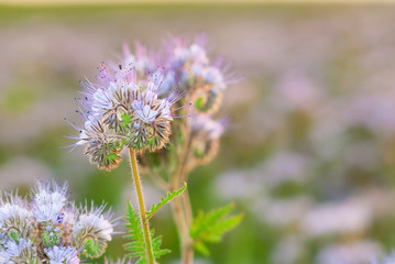 phacelia bee plant fields at sunset