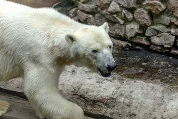 Fototapeta na wymiar Polar bear. The white bear is a typical inhabitant of the Arctic. The arctic bear is the largest of all predator