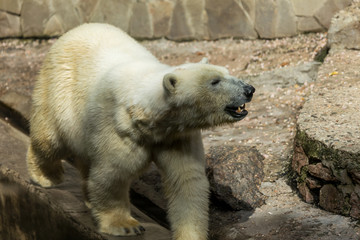 Polar bear. The white bear is a typical inhabitant of the Arctic. The arctic bear is the largest of all predator