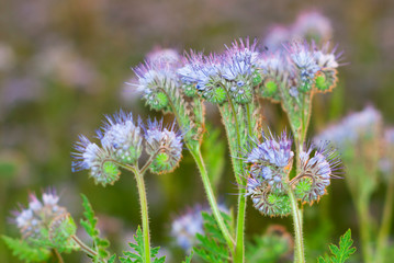phacelia bee plant fields at sunset