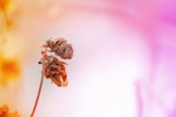 flower on white background