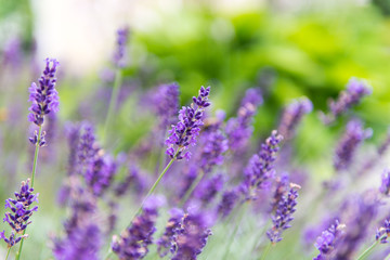 Obraz premium Lavendel