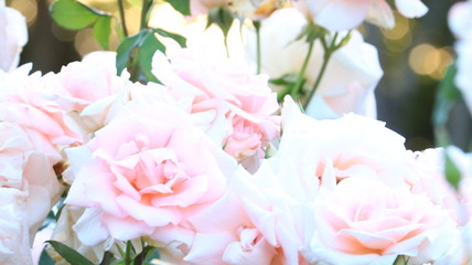 夕日の中のピンクのバラ 逆光