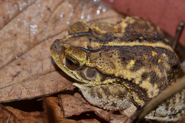 Anfibio
